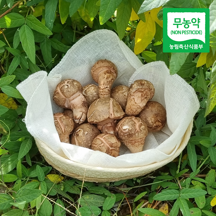 국내산 本참송이버섯 무농약 500g